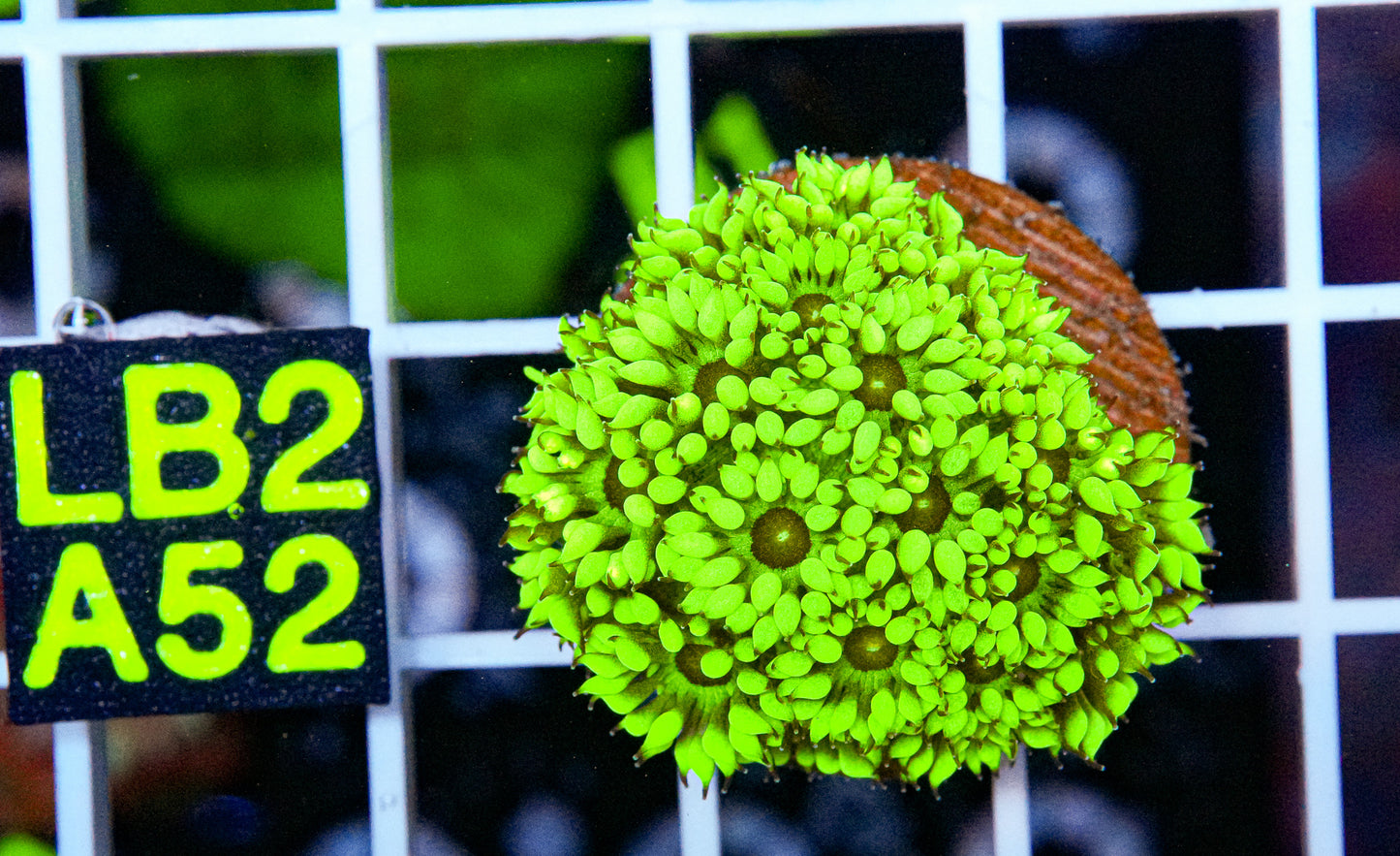 Ultra Green Goniopora “WYSIWYG”