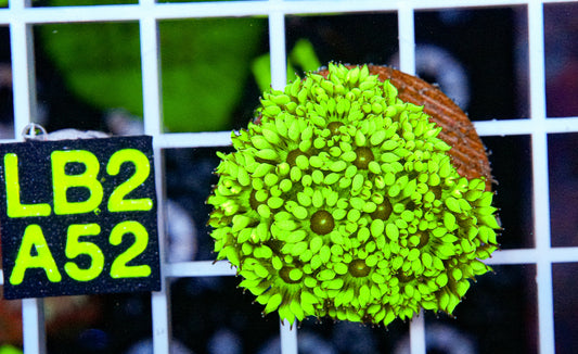 Ultra Green Goniopora “WYSIWYG”