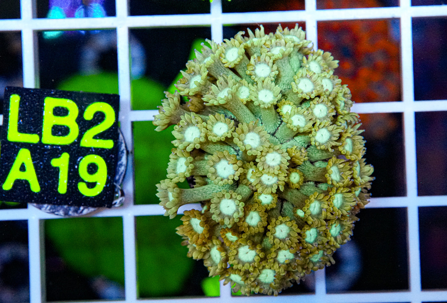 Lime Yellow Goniopora “WYSIWYG”