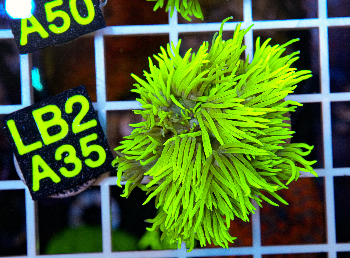 Ultra Green Goniopora Long Polyps “WYSIWYG”