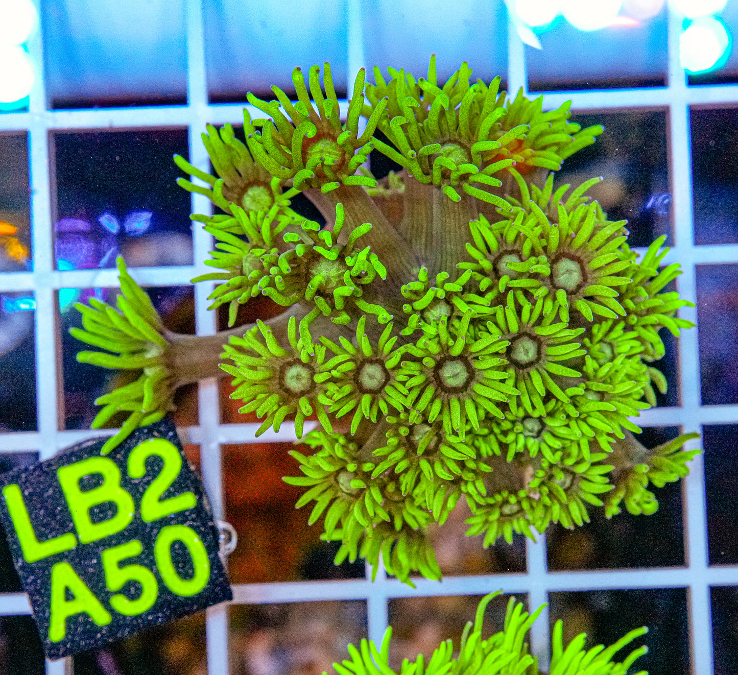Ultra Green Goniopora “WYSIWYG”
