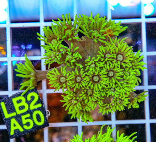 Ultra Green Goniopora “WYSIWYG”