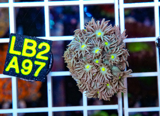 Green/Yellow Goniopora “WYSIWYG”