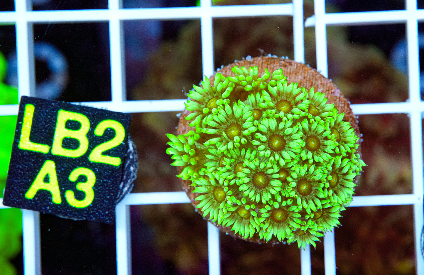 Green/Yellow Goniopora “WYSIWYG”