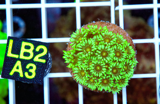 Green/Yellow Goniopora “WYSIWYG”