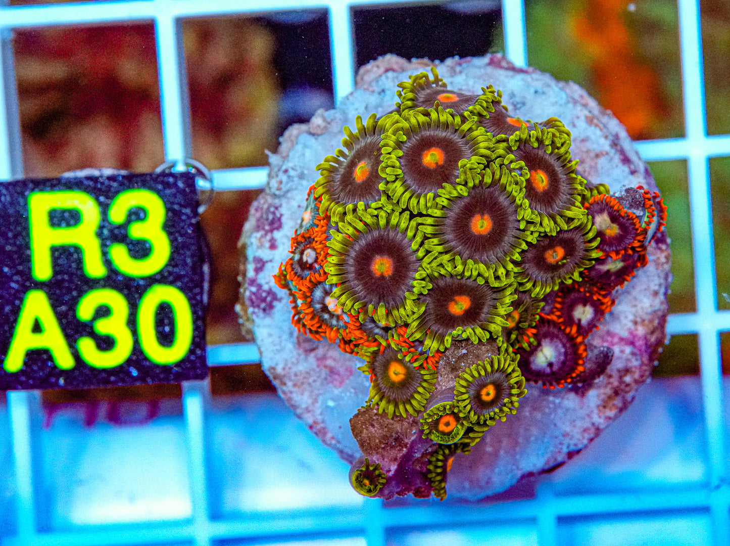 Mix Zoa Frag “WYSIWYG”