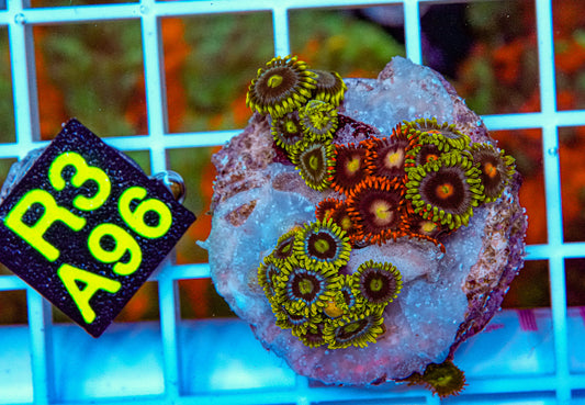Mix Zoa Frag “WYSIWYG”