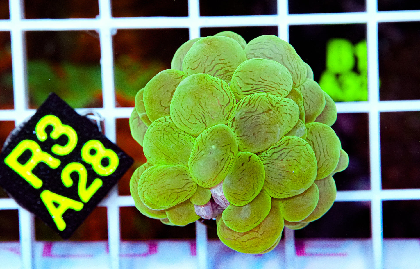Ultra Green Bubble Coral “WYSIWYG”