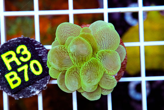 Ultra Green Bubble Coral “WYSIWYG”