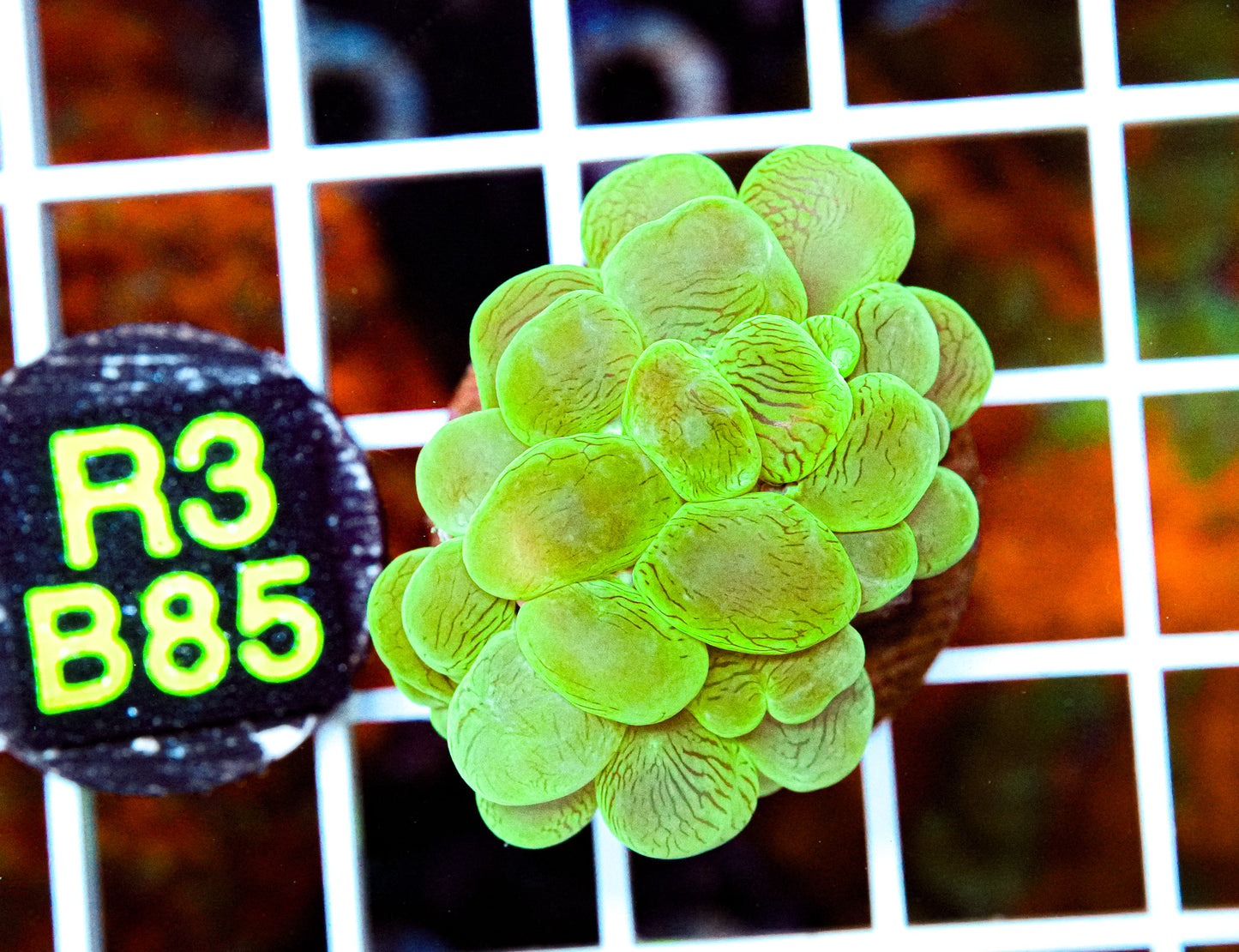 Ultra Green Bubble Coral “WYSIWYG”