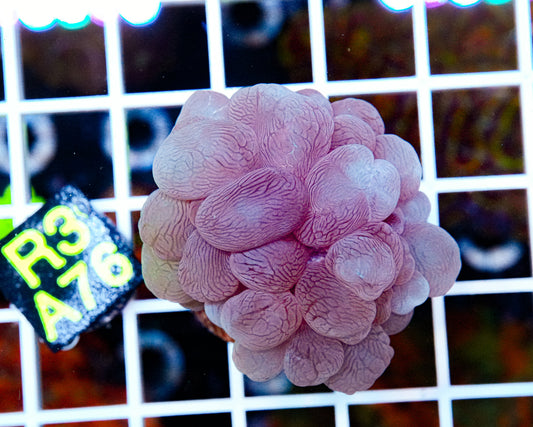 Ultra Purple Bubble Coral “WYSIWYG”