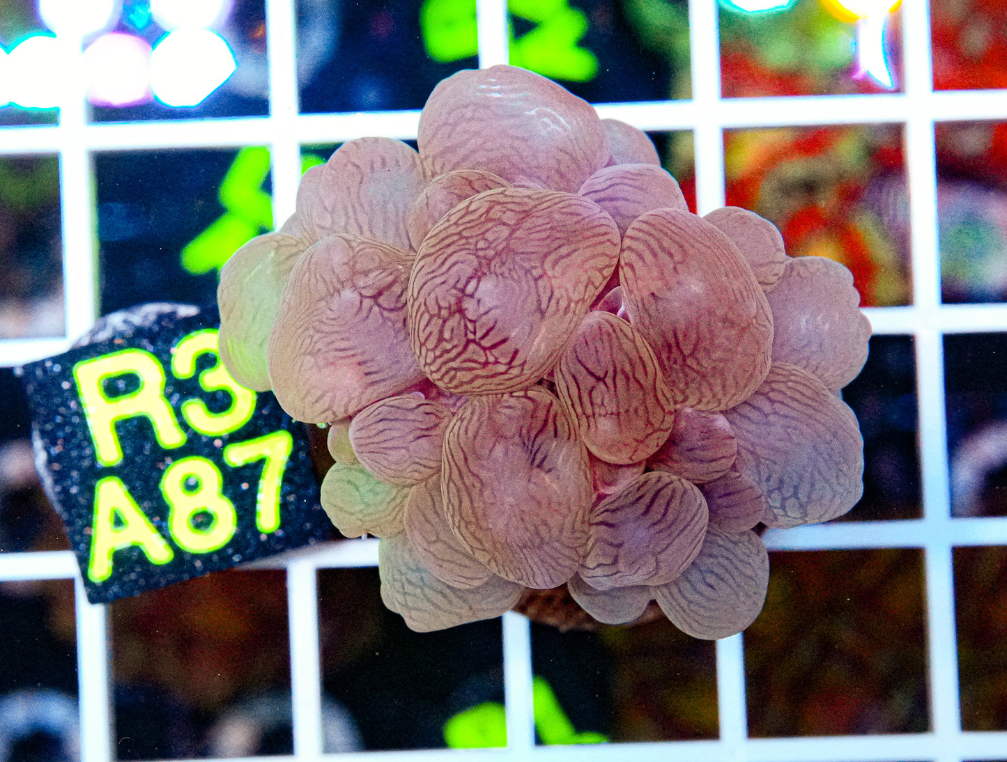 Ultra Purple Bubble Coral “WYSIWYG”