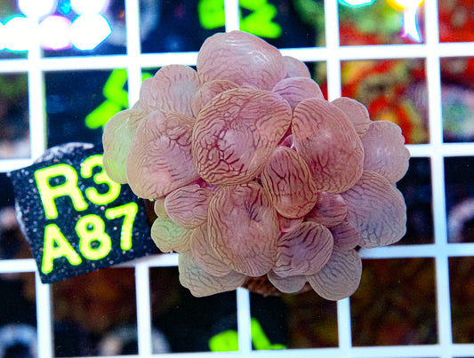 Ultra Purple Bubble Coral “WYSIWYG”