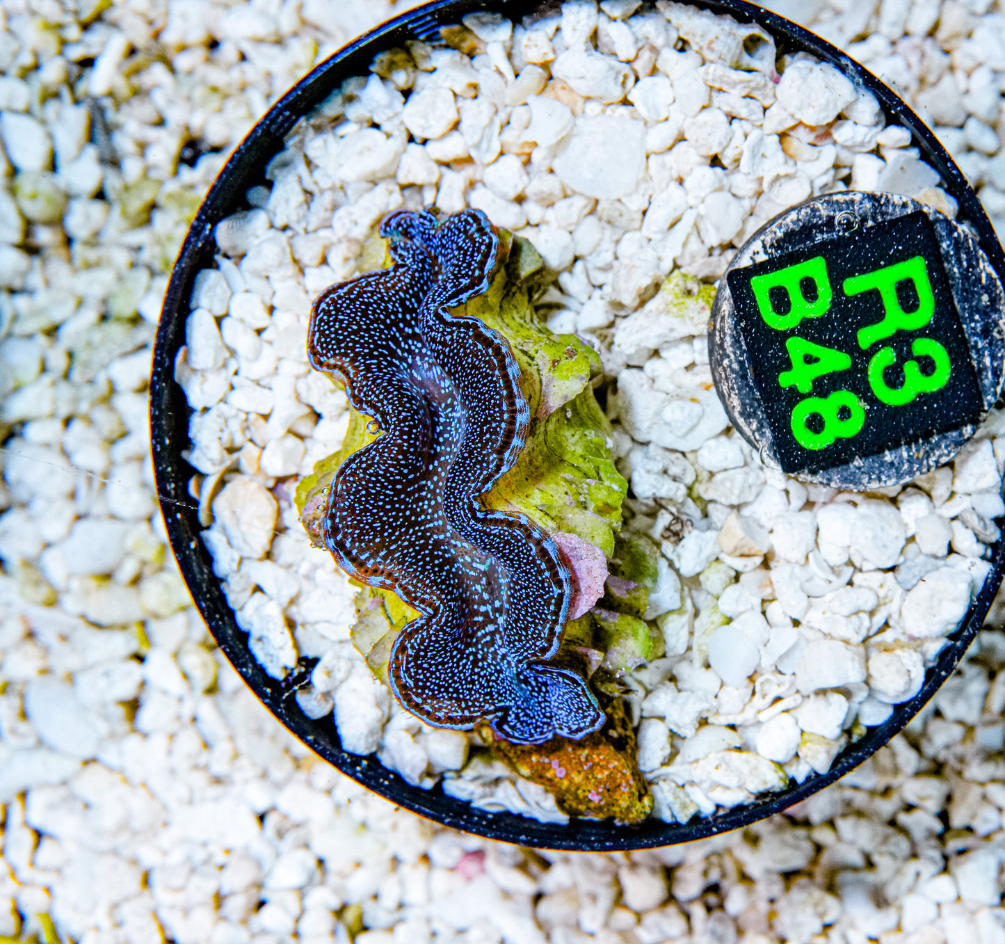 2" Blue Squamosa Clam!