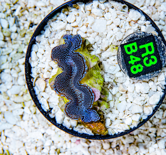 2" Blue Squamosa Clam!