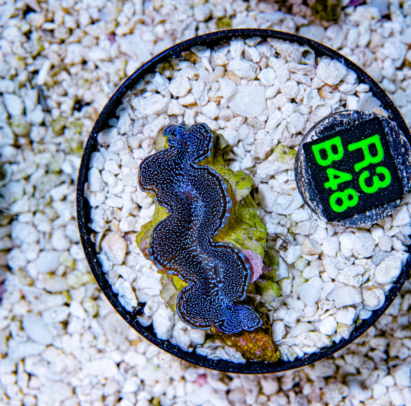 2" Blue Squamosa Clam!