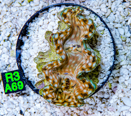 3" Squamosa Clam!
