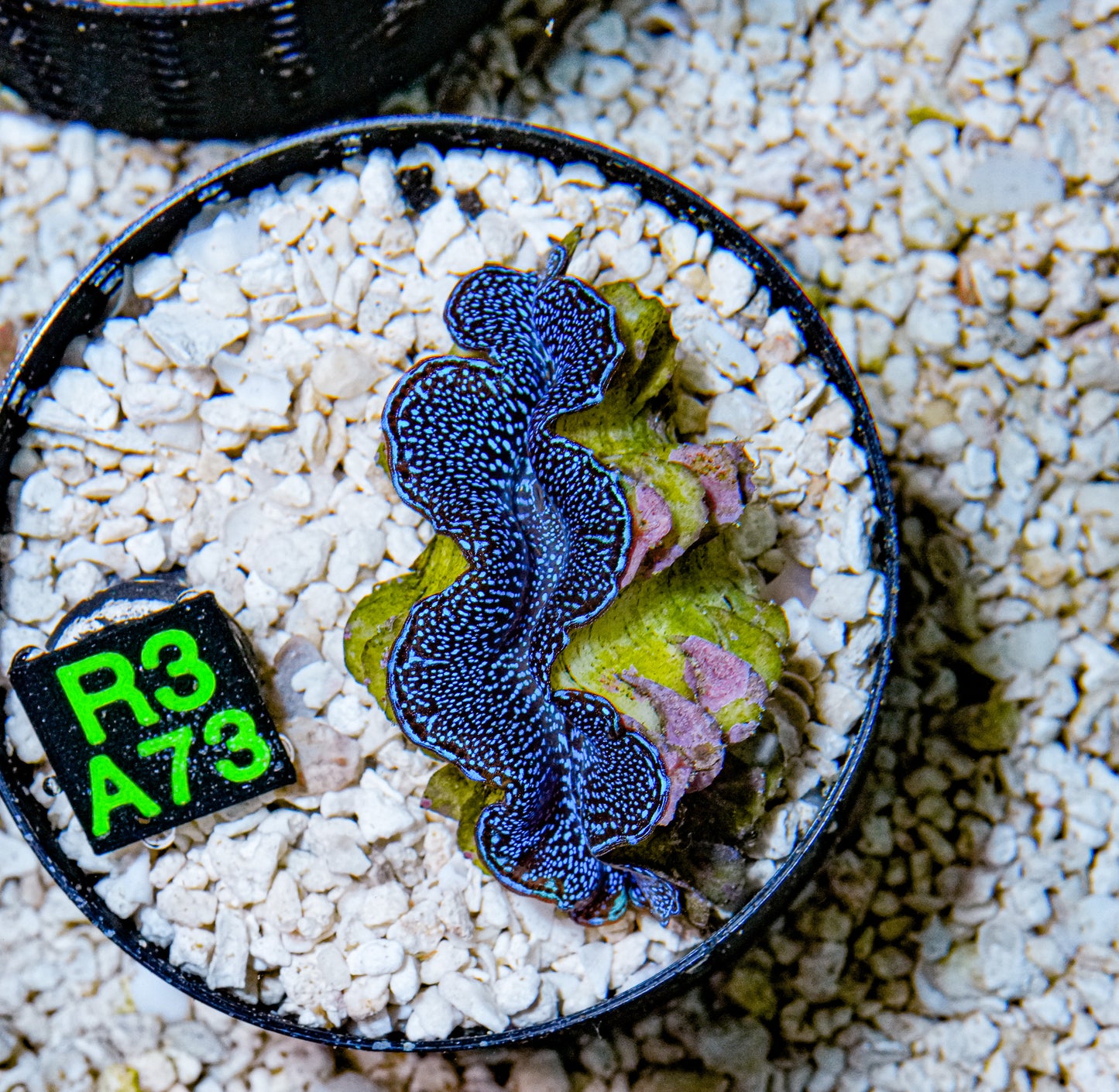 2" Blue Squamosa Clam!