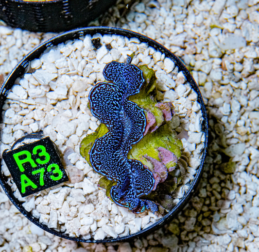 2" Blue Squamosa Clam!