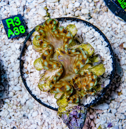 3" Squamosa Clam!