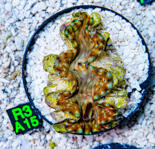 3" Squamosa Clam!
