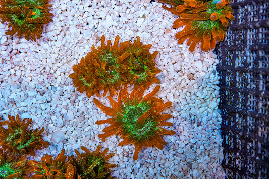 Matt's Pick Fire & Ice Bubble Tip Anemone