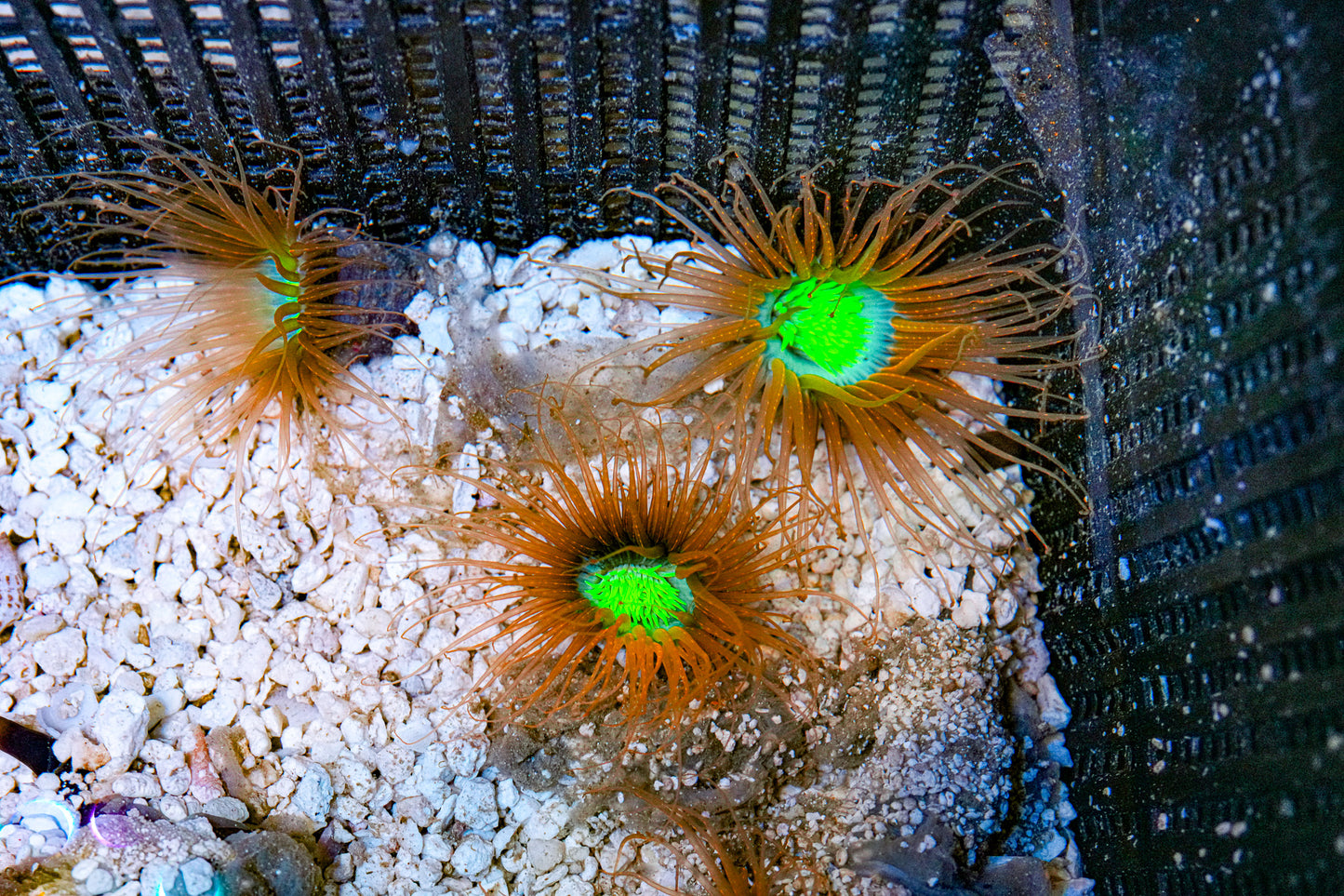 Matt's Pick Fire Tube Anemone