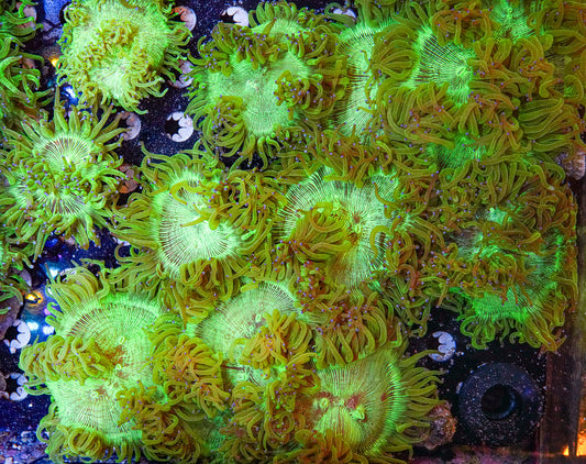 Matt's Pick Aquacultured Elegance