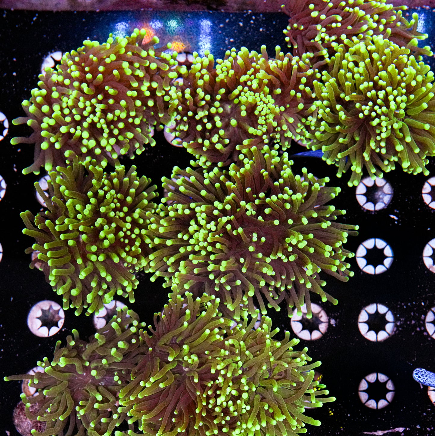 Matt's Pick Aussie Blacklight Torch