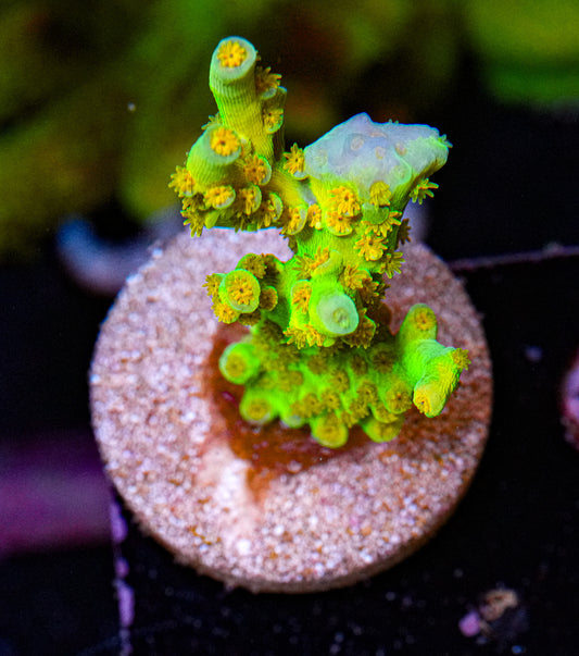 SC Orange Passion