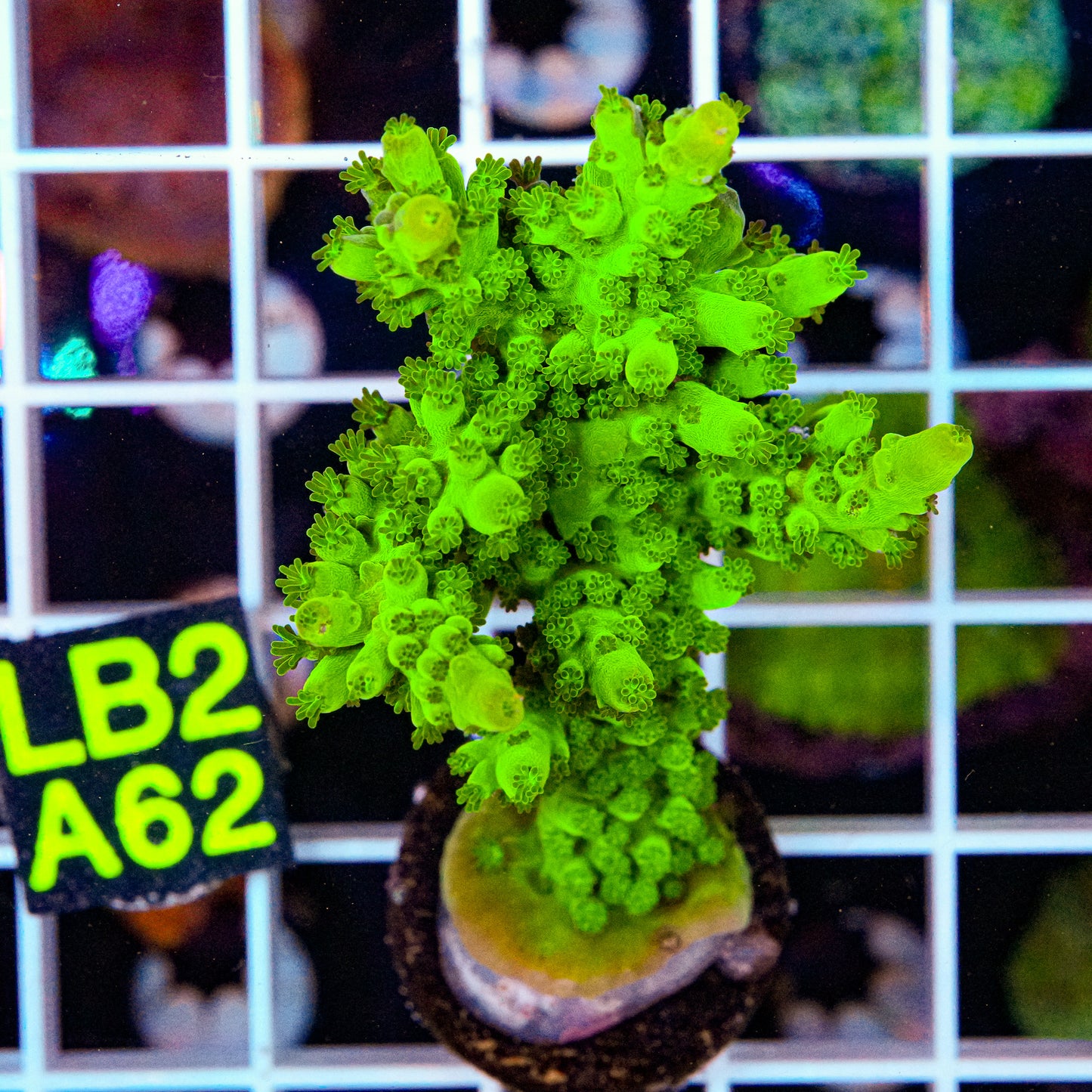 LimeWire Green Acro “WYSIWYG”