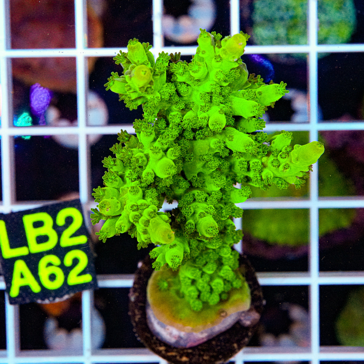 LimeWire Green Acro “WYSIWYG”