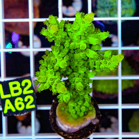 LimeWire Green Acro “WYSIWYG”