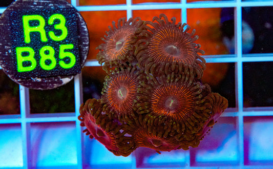 Nightcrawler Zoa Frag  “WYSIWYG”