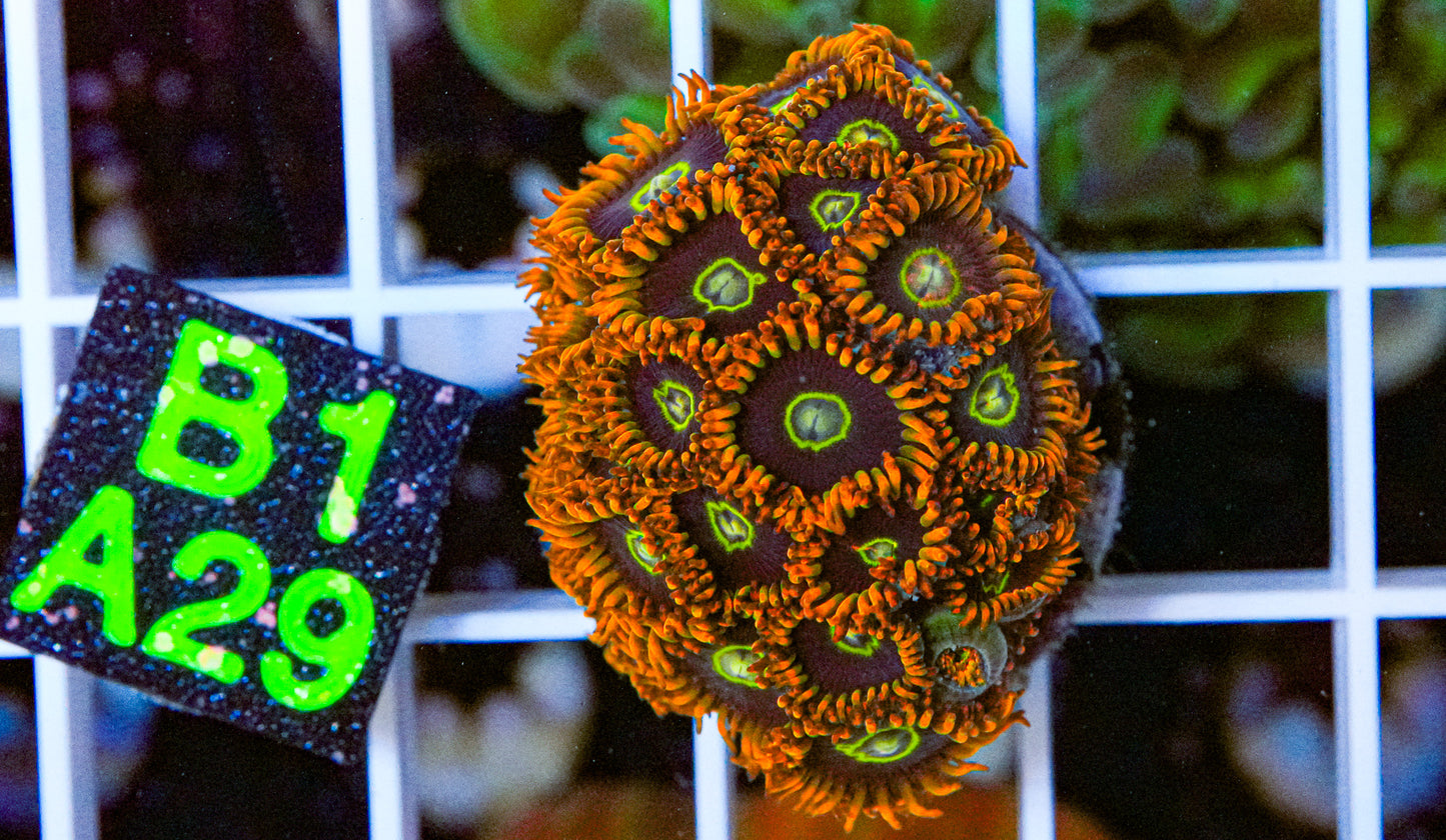 Rainbow Hornets Mini Colony  “WYSIWYG”