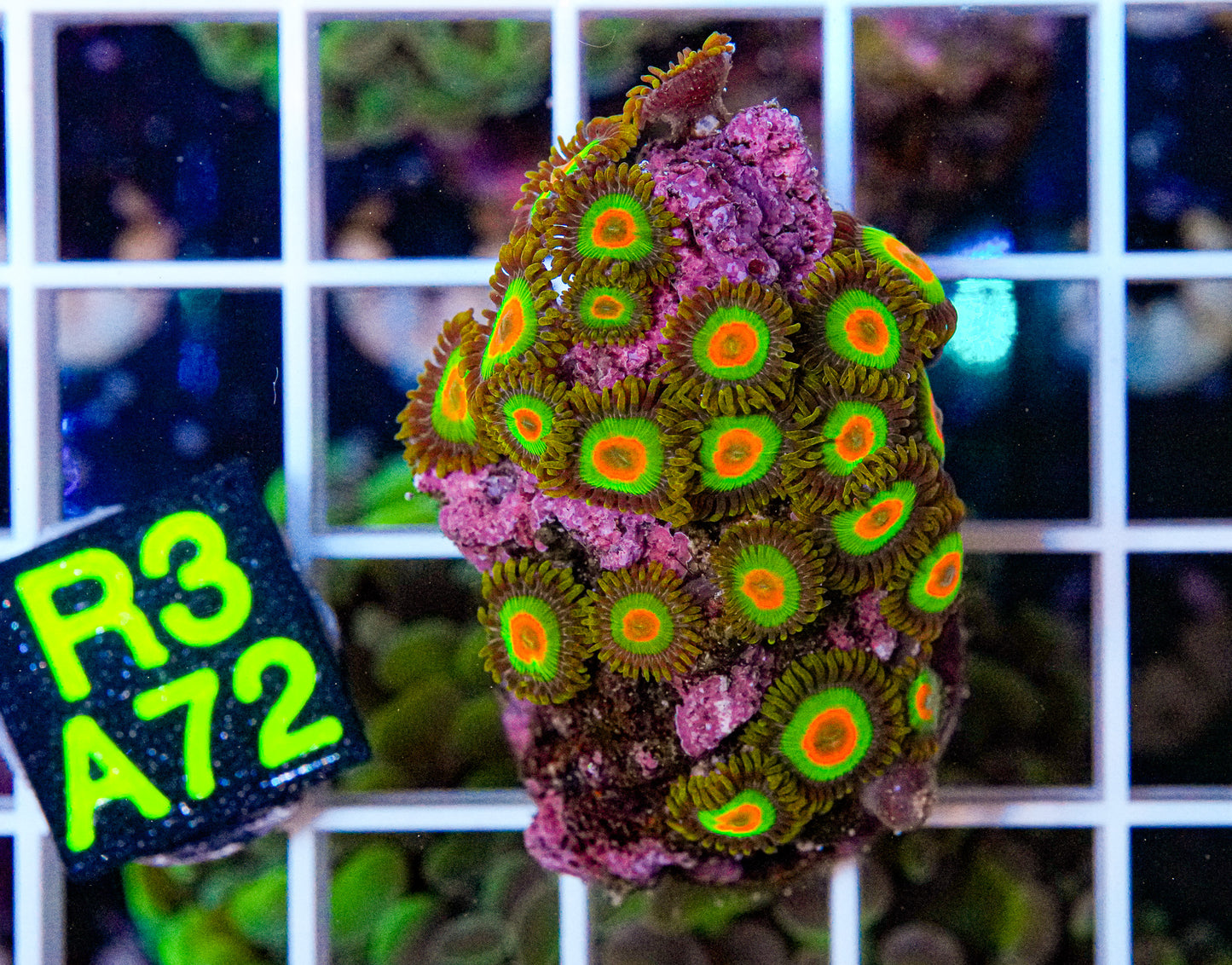 Rasta Zoa Mini Colony  “WYSIWYG”