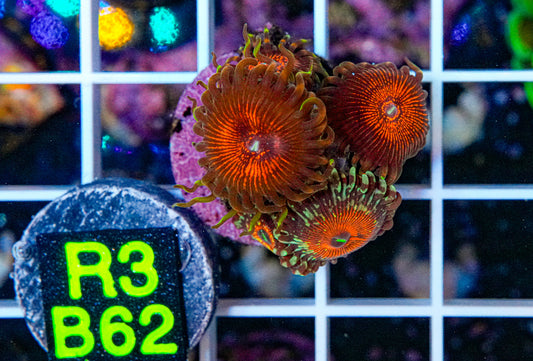 Zoa Mix Frag Salted Agave “WYSIWYG”