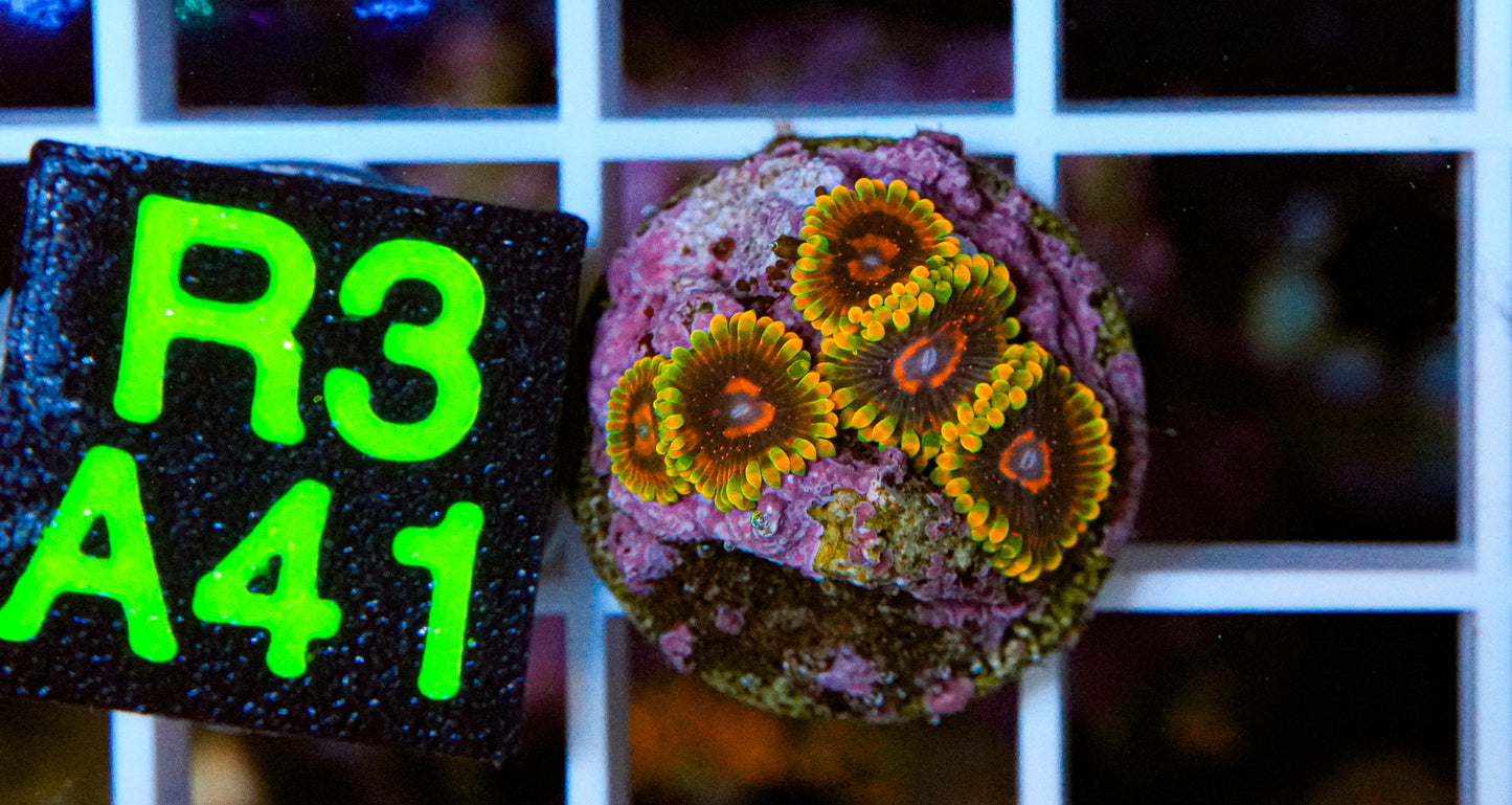 Mind Trick Zoa Frag "High End"“WYSIWYG” 5 Polyps