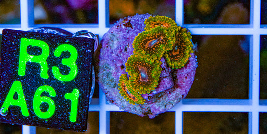 Grand Master Krakatoa Zoa "5 Polyps" “WYSIWYG”