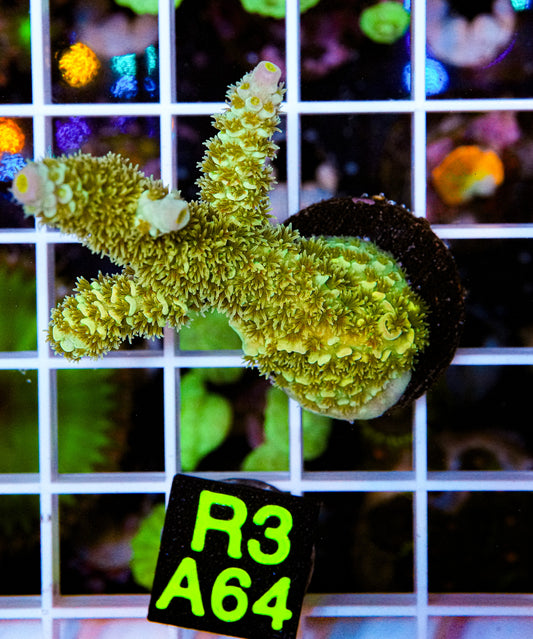 Garden Of Eden  Acro “WYSIWYG”