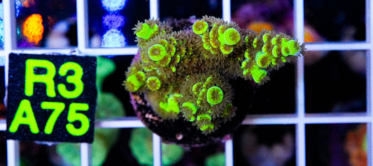 UFO Green Acro “WYSIWYG”