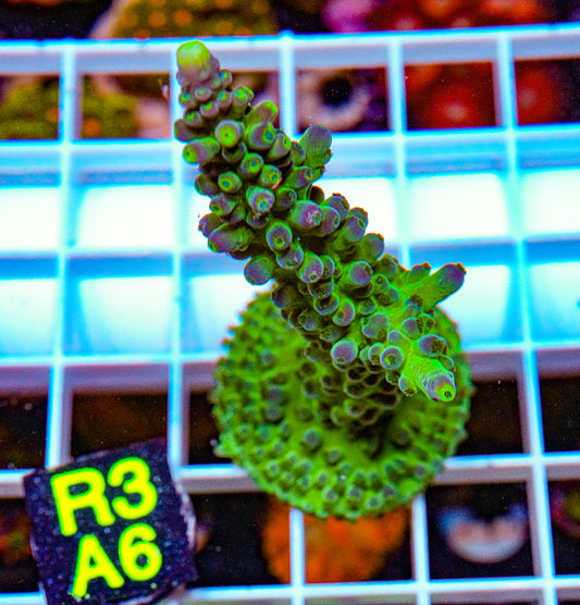 Green/Purple Green Acro “WYSIWYG”