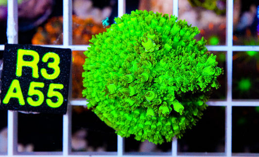 Ultra Green Acro “WYSIWYG”