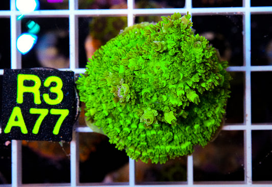 Ultra Green Acro “WYSIWYG”