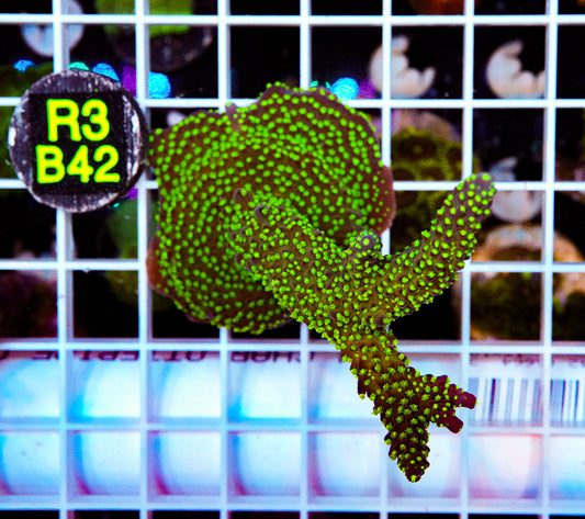 Green Tide Princess Green Acro “WYSIWYG”