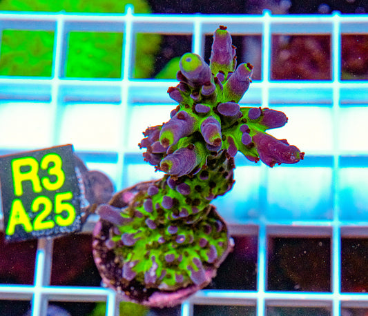 Princess Green Acro “WYSIWYG”