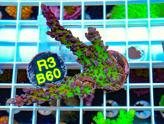 Princess Green Acro “WYSIWYG”