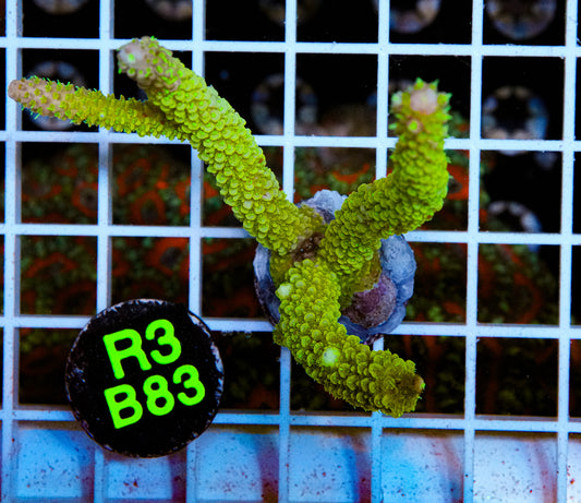 Green Meltdown Acro “WYSIWYG”