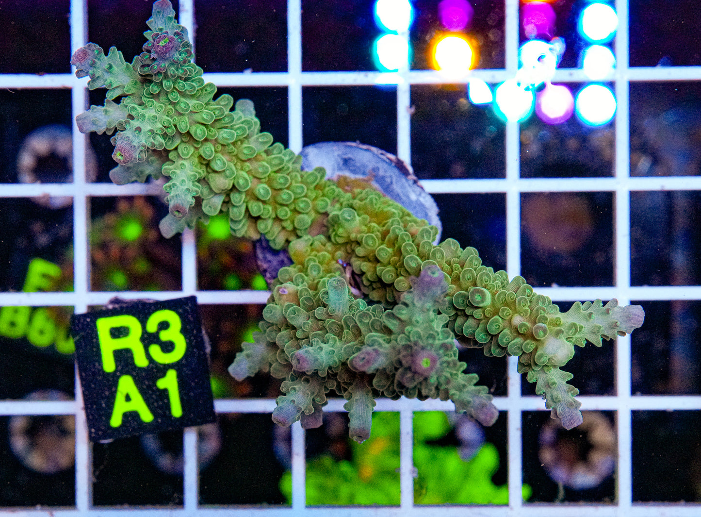 Passion Fruit Acro “WYSIWYG”