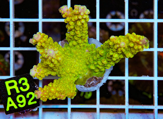 Green/Gold Acro “WYSIWYG”
